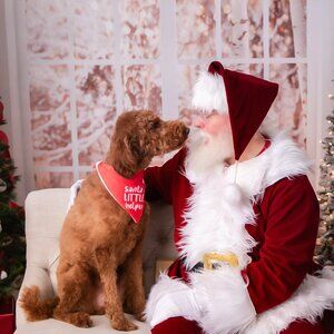 Baby Dream "Hello Christmas" backdrop